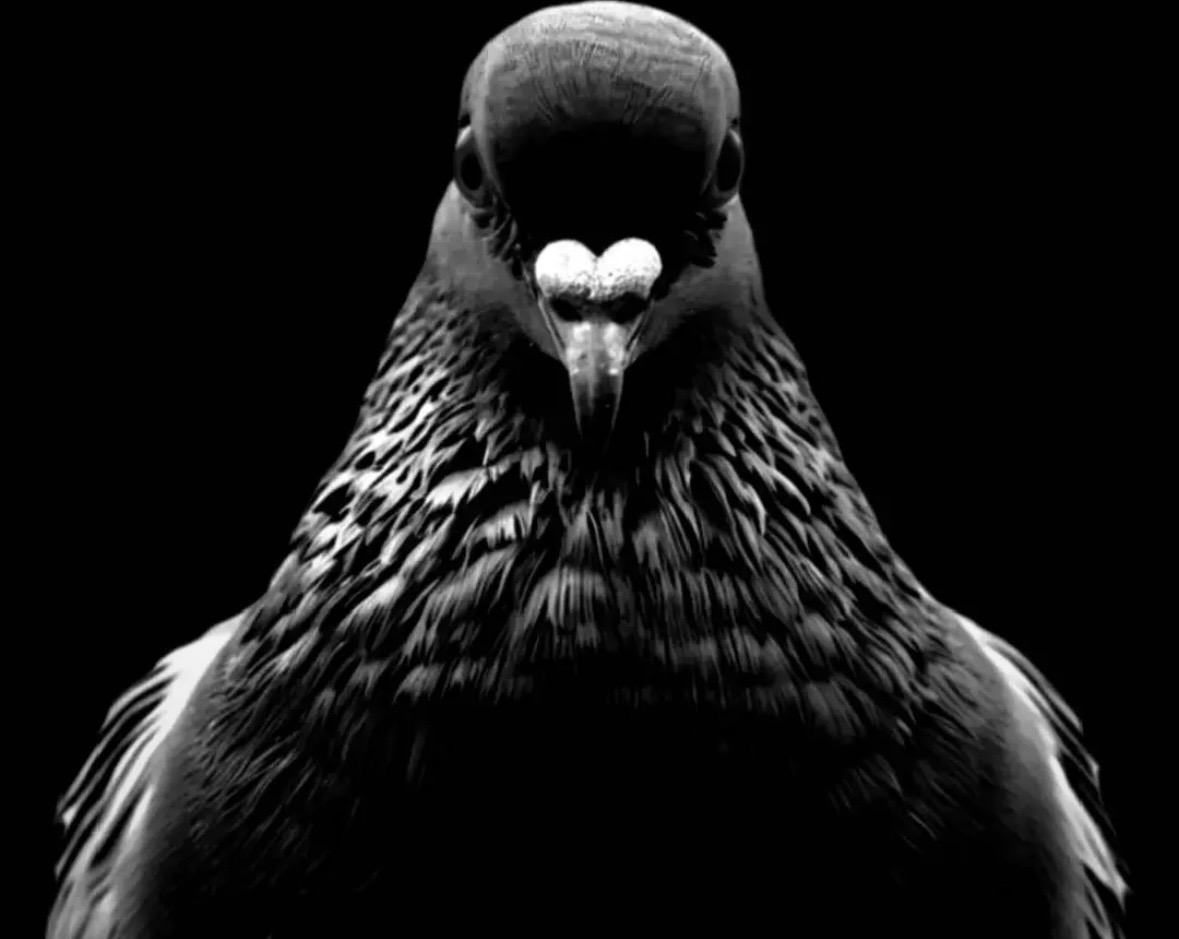 surveillance pigeon mascot